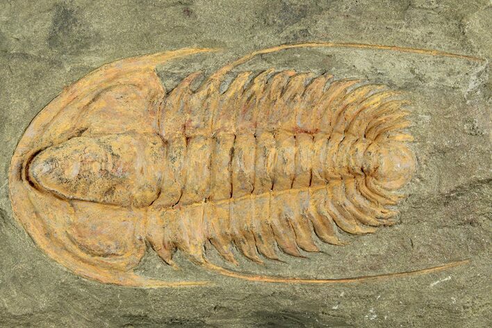 Cambrian Trilobite (Hamatolenus) - Tinjdad, Morocco #229606